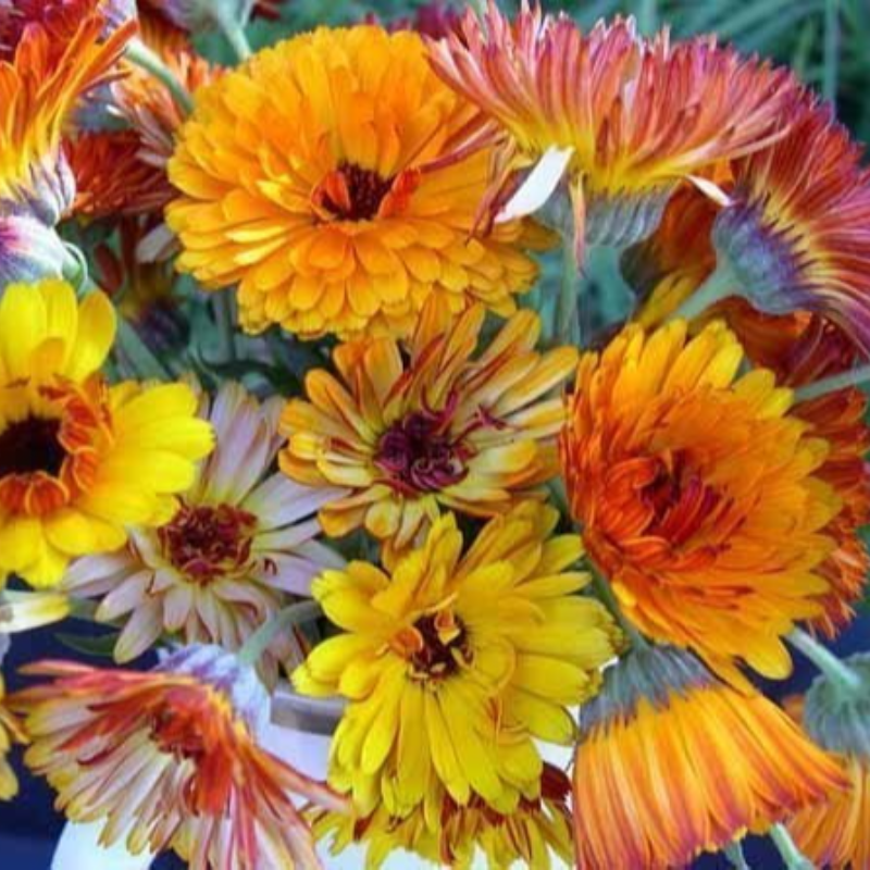 SEED PACKET: Calendula Main Image